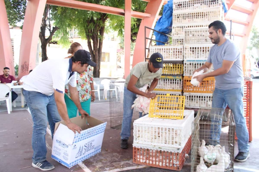 Las gallinas ponedoras permiten a los beneficiarios producir huevo para autoconsumo y representar que en algún momento, sean una fuente adicional de alimento para los hogares.