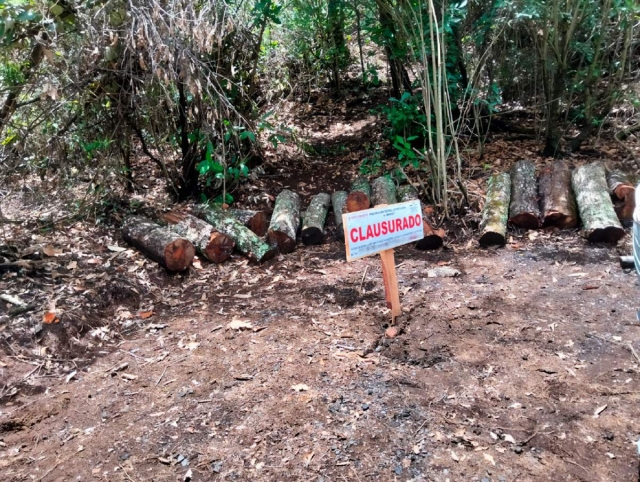 Los inspectores de la Profepa encontraron en el predio tocones, trozas cortas y brazuelo de madera como evidencia del derribo de árboles. 