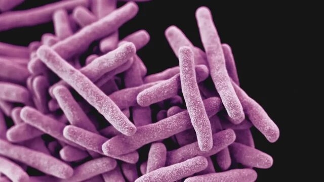 OMS publica lista de 15 bacterias peligrosas por resistencia a medicamentos
