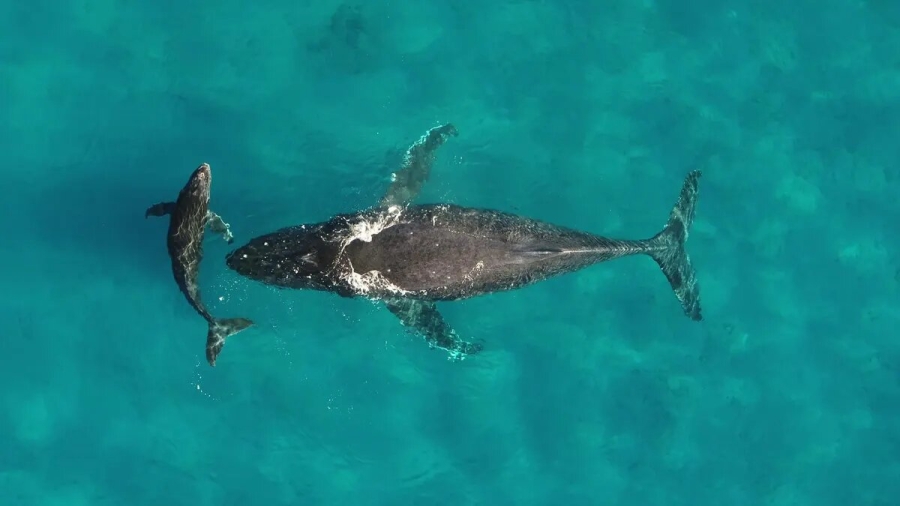Madre y cría de ballena jorobada.