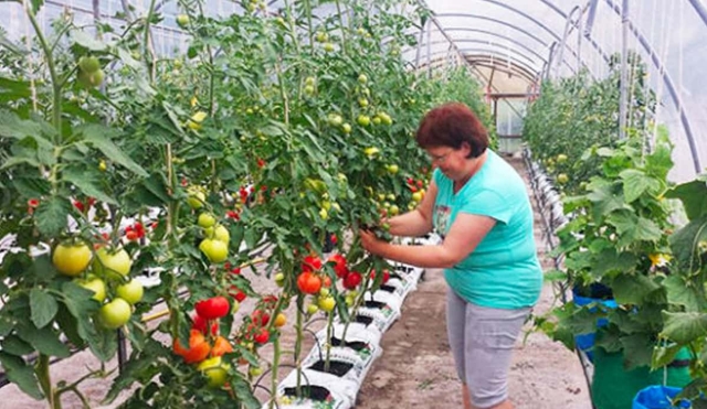 Bajas temperaturas afectarán producción de hortalizas