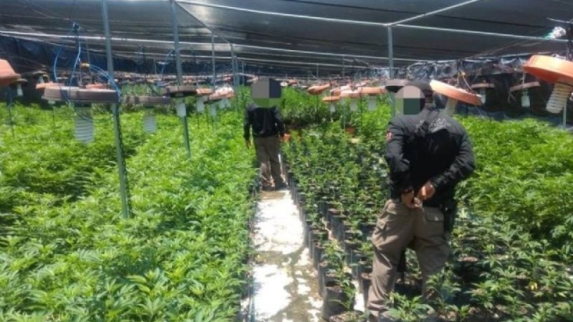 Desmantelan en Zapopan invernadero con casi 14 mil plantas de mariguana