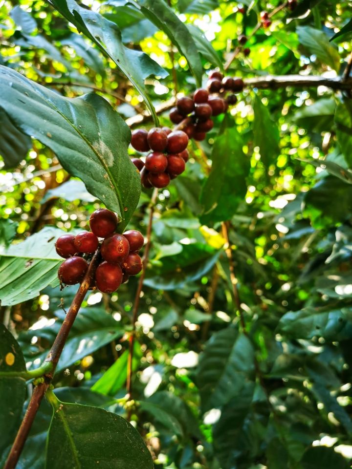 Tepoztlán con aroma de café