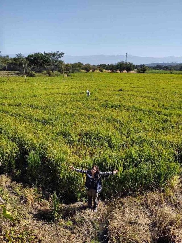 Los murciélagos insectívoros en control de plagas del arroz de Morelos Proyecto de la Biol. Carol Sierra Durán 