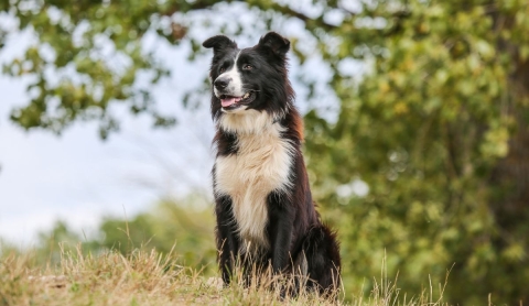 Día mundial del perro: Un día para recordar a nuestros compañeros más leales