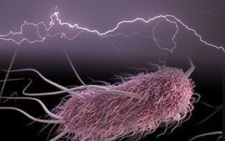 Logran triplicar capacidad de E.coli para generar electricidad