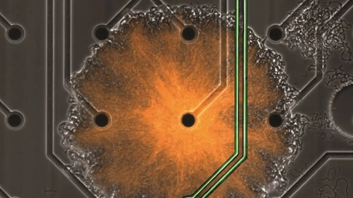 Científicos crean método para controlar poblaciones de bacterias invisibles