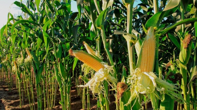 Productores agrícolas preparan movilización nacional por crisis del campo