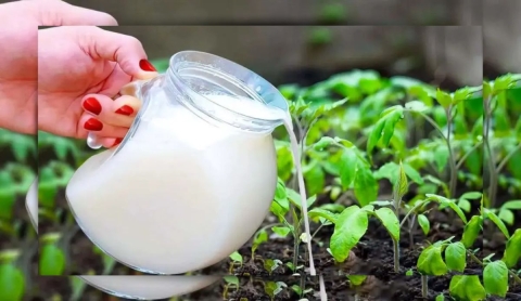 &iquest;Qu&eacute; sucede al regar tus plantas con agua de arroz?