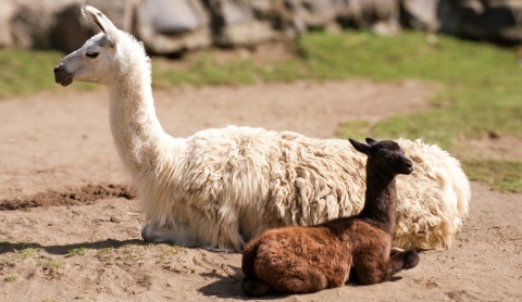 Zacango celebra el nacimiento de 130 crías como parte de su Programa de Reproducción Animal