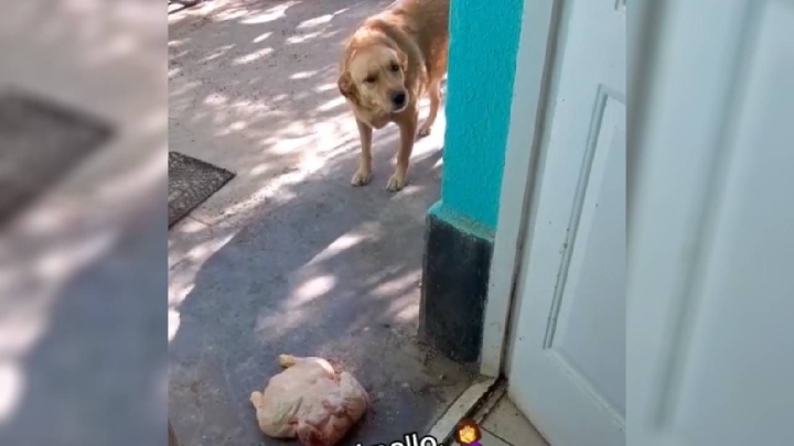 Perrita roba un pollo y se lo lleva como regalo a su dueña