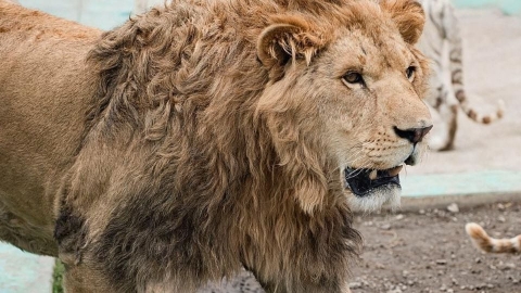 Capturan a león que deambulaba por calles de Ocoyoacac, Estado de México