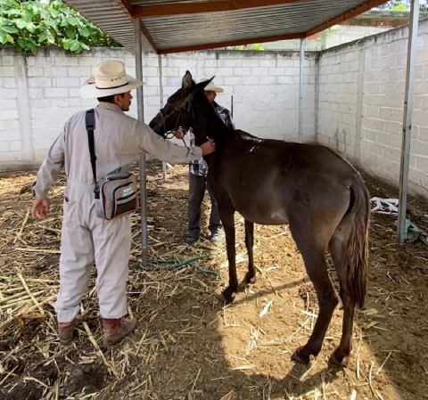 La Secretaría de Salud hizo un llamado a la población a vacunar a las mascotas y ganado. 