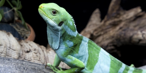 Iguana Fiyiana