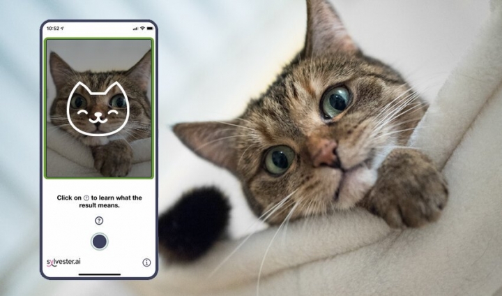 Si tienes gato, checa esta app que te dice si se siente bien