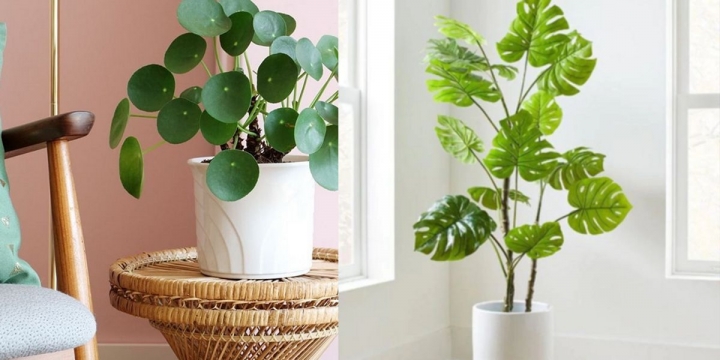 Conoce las 5 plantas preferidas de los arquitectos para decorar una casa