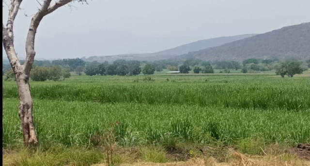 El sector agropecuario enfrenta diversas dificultades.