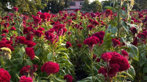 Productores de flor de terciopelo enfrentan riesgos en la zona sur