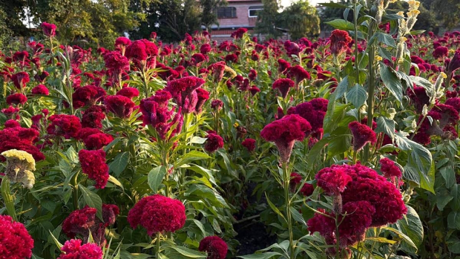 Productores de flor de terciopelo enfrentan riesgos en la zona sur