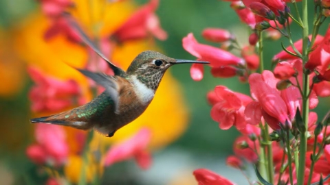 Tres plantas que atraen colibríes y llenan tu hogar de buena suerte