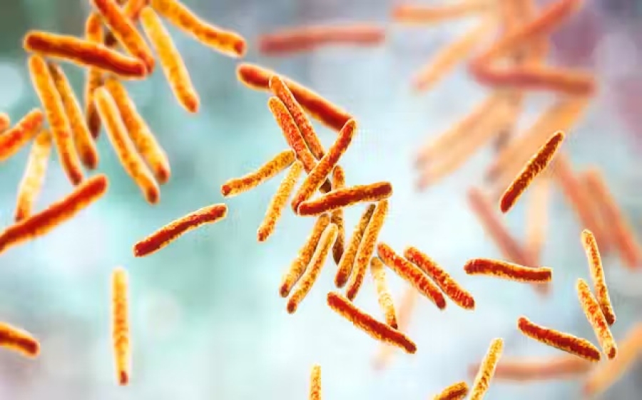 Descubren cómo la tuberculosis finge estar inactiva para evitar efecto de las vacunas
