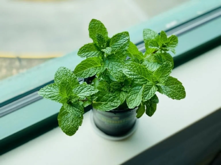 Plantas aromáticas para alejar hormigas de forma natural