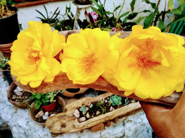 La investigaci&oacute;n universitaria sobre plantas medicinales contribuye al rescate del conocimiento tradicional y a la generaci&oacute;n de informaci&oacute;n cient&iacute;fica aplicada, dijo el especialista.