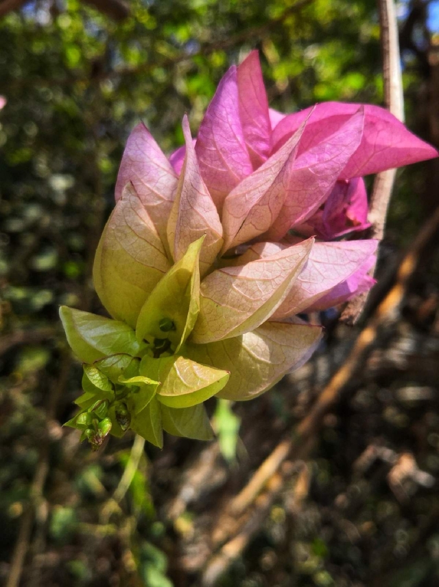 La primavera ya se asoma