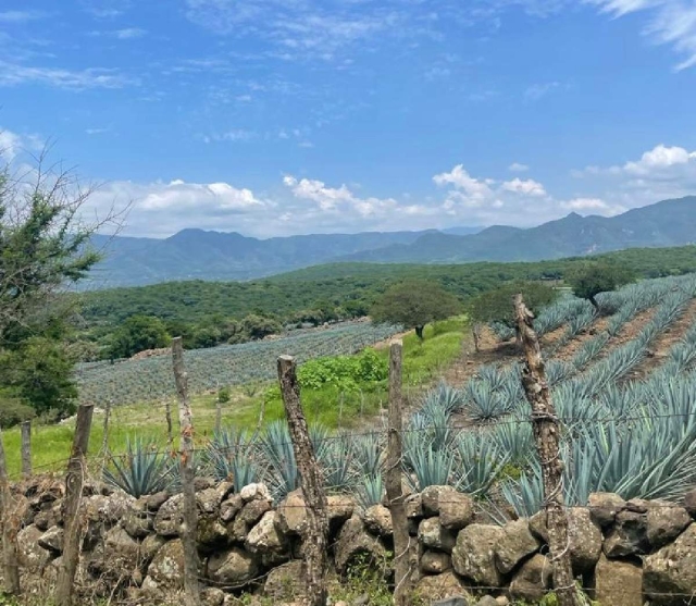 Preparan Festival de la Ruta del Maguey Mezcalero en el poniente