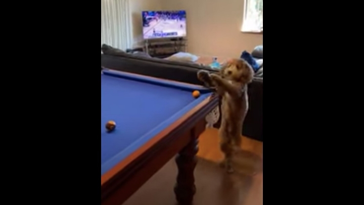 Perro ayuda a su dueño a ganar en el billar.