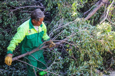 Ayuntamiento de Cuernavaca atiende de manera oportuna retiro de &aacute;rbol colapsado en calle Jacarandas