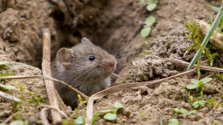 Descubren un nuevo coronavirus entre ratones suecos