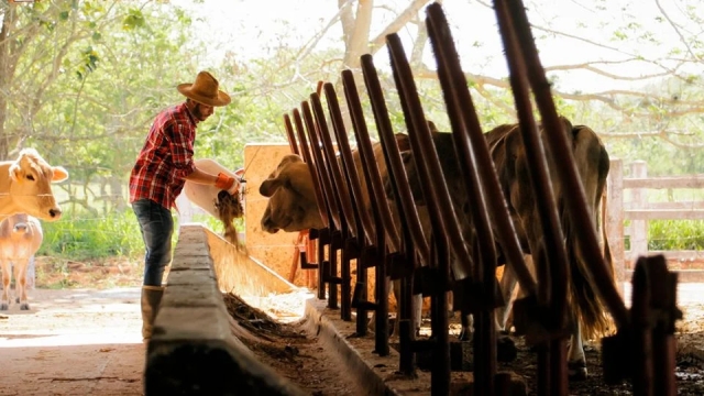 Honduras registra 64 casos de gusano barrenador en humanos; confirma un fallecido