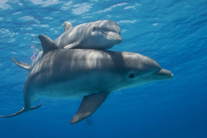 Descubren características de Alzheimer en delfines