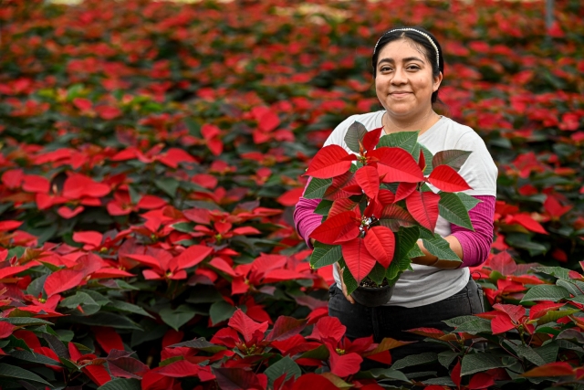 Listos productores de nochebuena para llenar de color a México en temporada decembrina