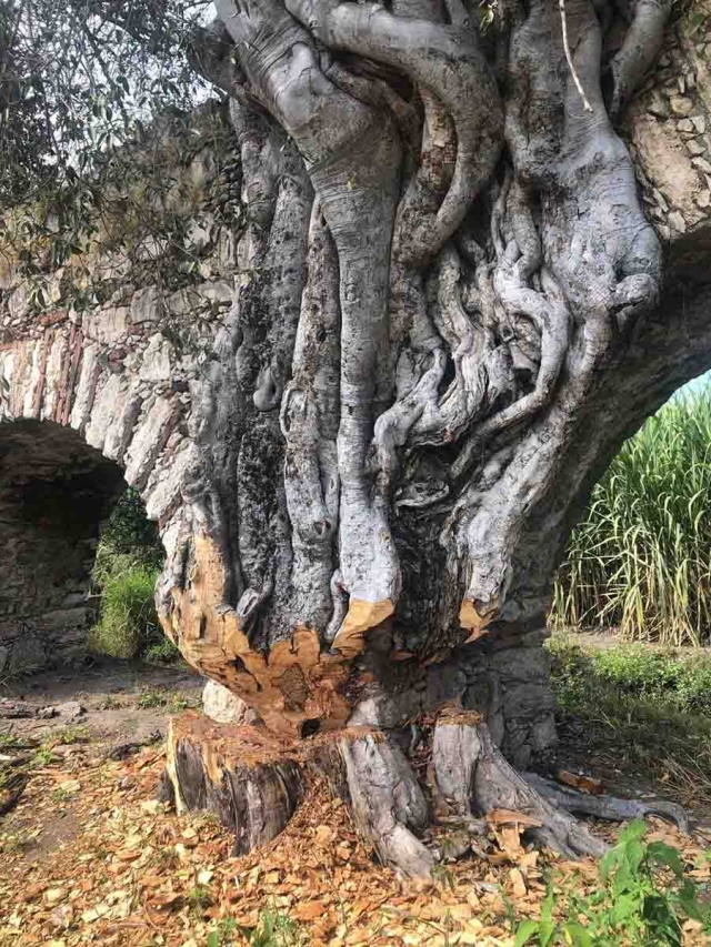 Alrededor de ocho árboles fueron afectados.