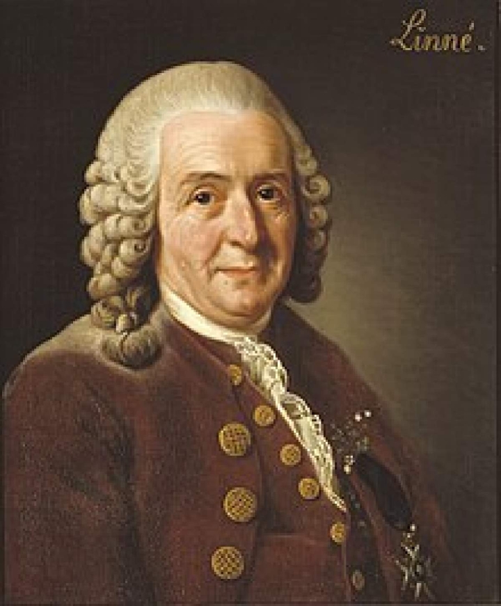 Carlos Linneo (1707-1778). 