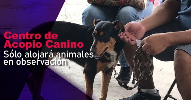 La nueva ley contempla sanciones más rigurosas contra el maltrato animal en el estado.