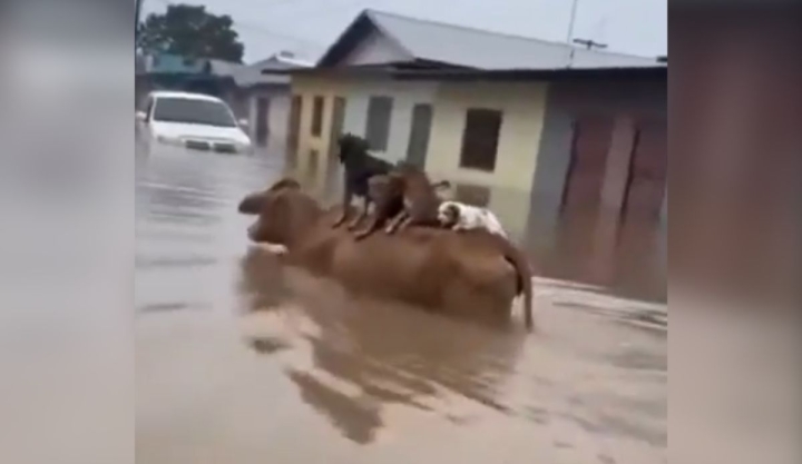 Vaca rescata a perritos en inundaci&oacute;n y desata debate viral