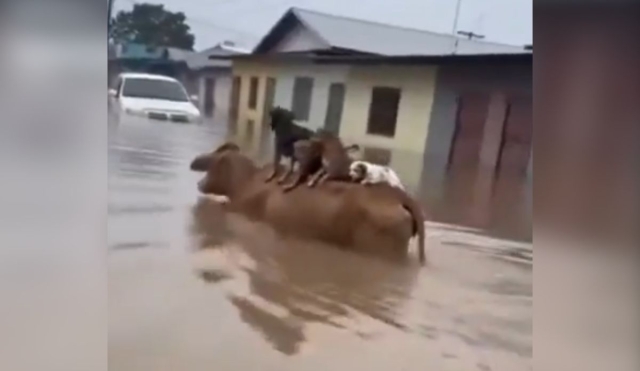 Vaca rescata a perritos en inundaci&oacute;n y desata debate viral