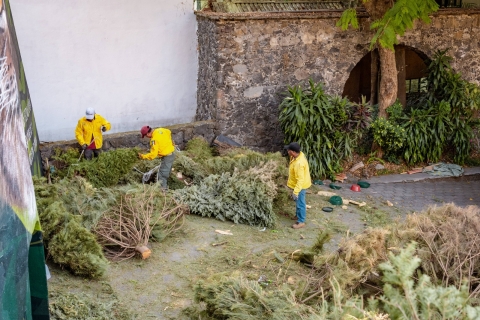 Promueve Gobierno de Morelos el acopio responsable de &aacute;rboles de navidad para cerrar su ciclo de vida