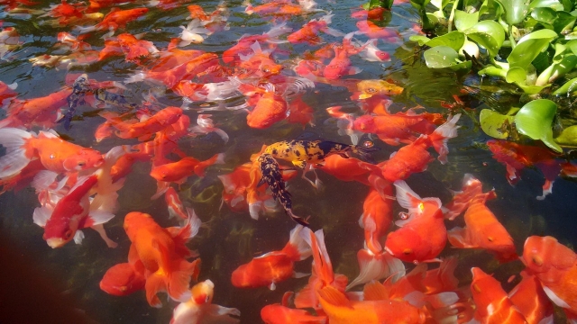 Crecen ventas de flores y peces de ornato: Sedagro