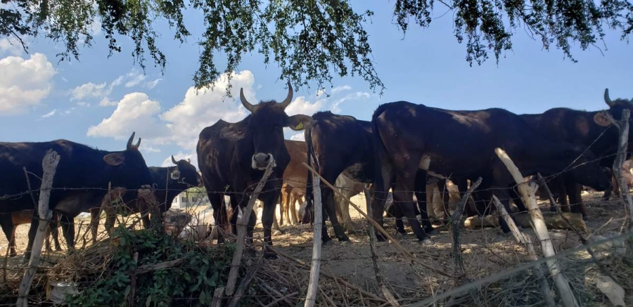 El 30 por ciento de ranchos y granjas en la zona sur han dejado de operar por la difícil situación.