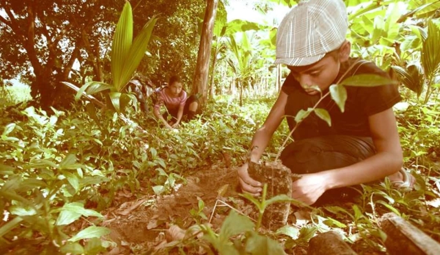 Buscan reforestar zonas del municipio de Mazatepec