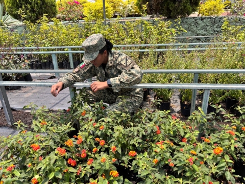 Arranca producción del vivero estatal en instalaciones militares en Cuernavaca