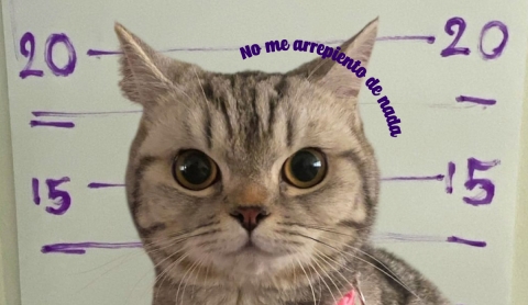 Gatita &#039;arrestada&#039; por atacar a policías en Tailandia