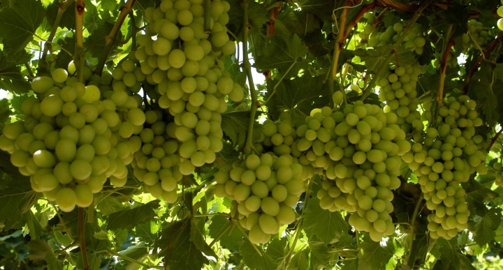 Uvas Cotton Candy, todo lo que debes saber sobre esta tendencia en los supermercados