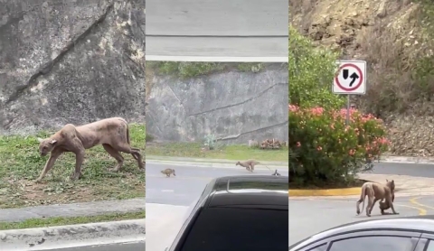 Video: Puma captado en Monterrey ataca a gato; imágenes se viralizan y causan alarma