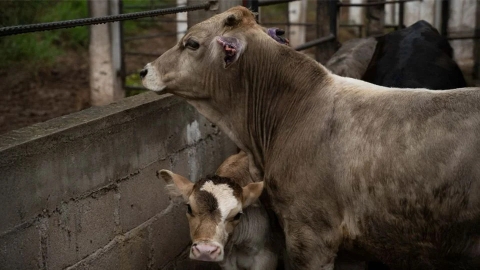 México prepara criadero de moscas estériles para erradicar gusano barrenador