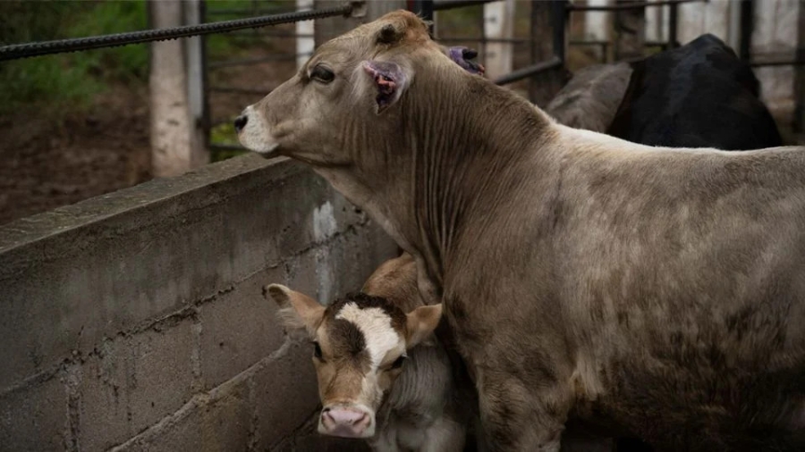 México prepara criadero de moscas estériles para erradicar gusano barrenador